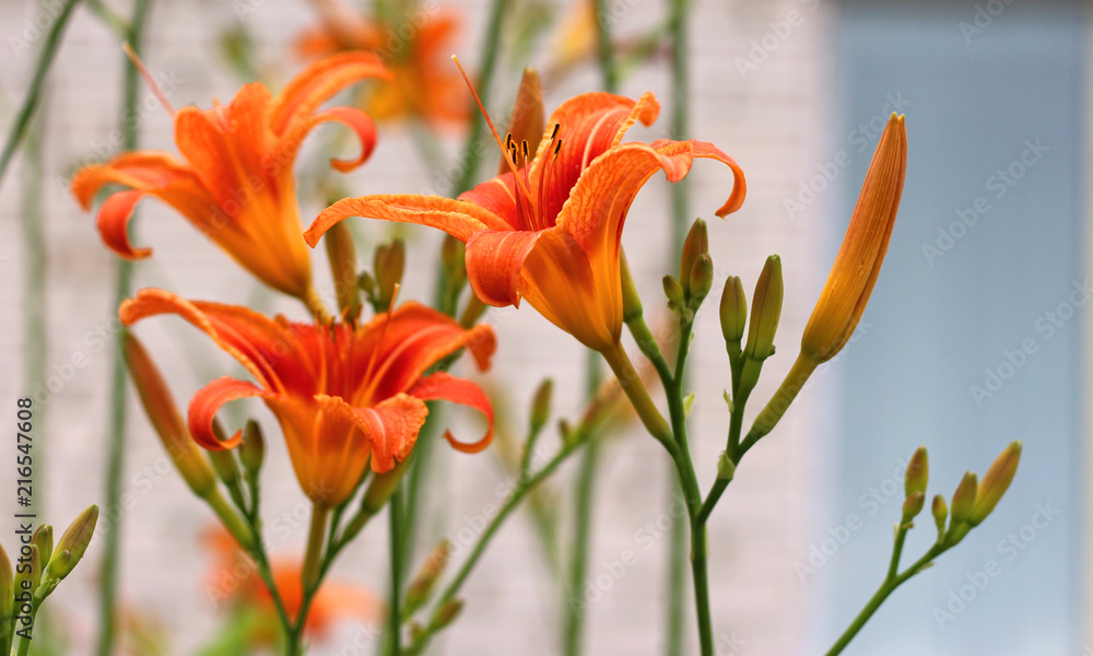 orange day lilies as the natural backdrop