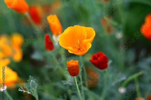 abstract background of poppies on a green background