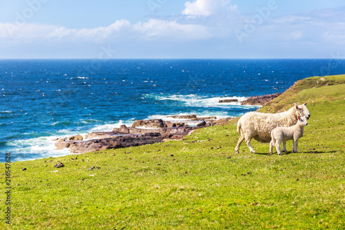Fototapeta Naklejka Na Ścianę i Meble -  Sheeps at the coastline of Stoer