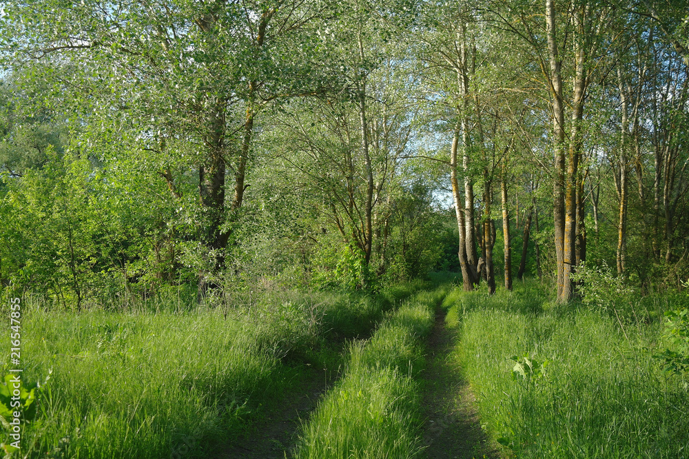 Spring Nature. Park with Green Grass and Trees. Spring Nature. Park with Green Grass and Trees.