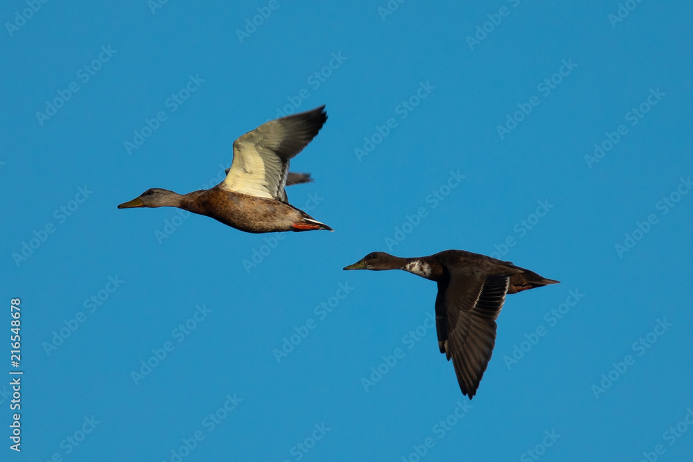 Obraz premium Couple of wild ducks flying in the wild