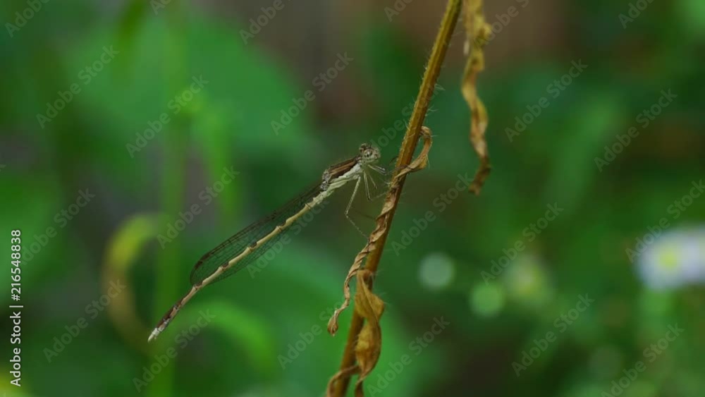 Macro dragonfly Sympecma fusca with wings of a blade of grass on a ...