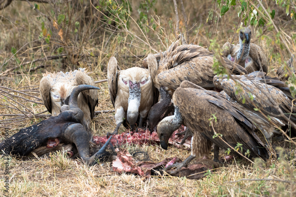 Obraz premium vulture