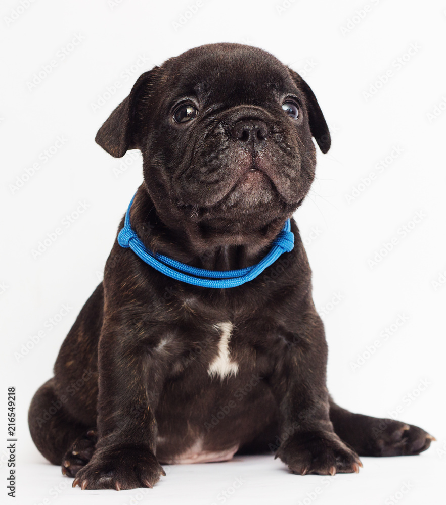 cute puppy looks on white background