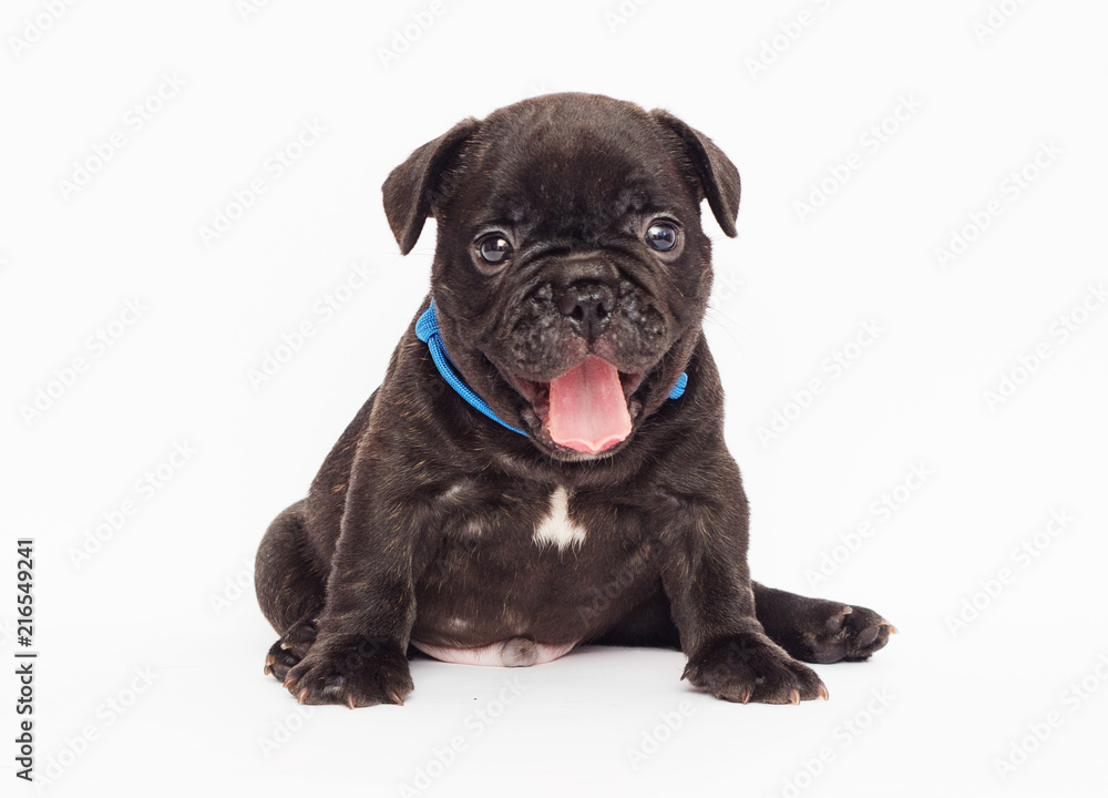 puppy looks on white background