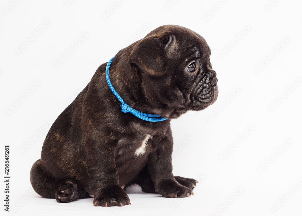 French bulldog cute puppy looks on white background