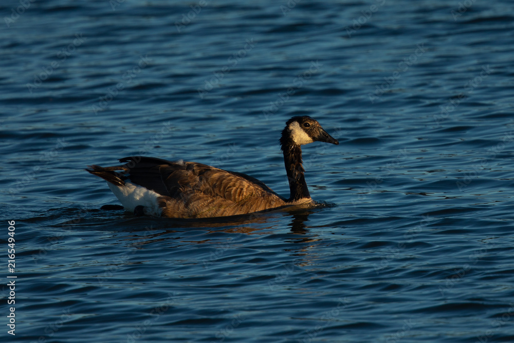 Close view of a Canada goose, seen in a North California marsh Close view of a Canada goose, seen in a North California marsh