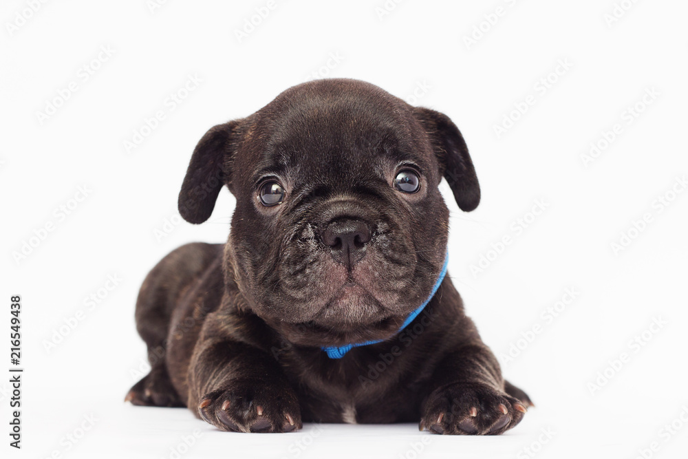 French bulldog puppy looks on a white background