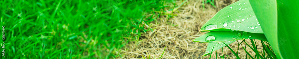 Obraz premium Green background with grass. Water drops on the green grass. Drop of dew in morning on a leaf. Banner, header for web design.
