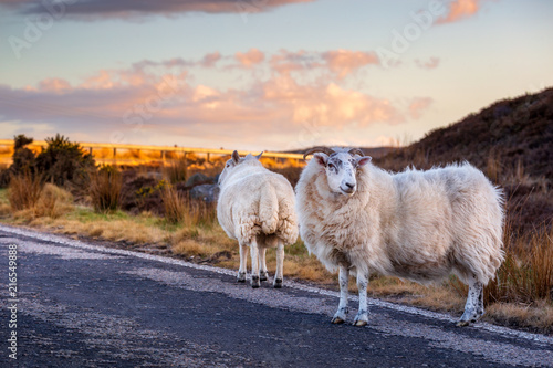 Sheeps on the highway A836 in the scottish highlands photo