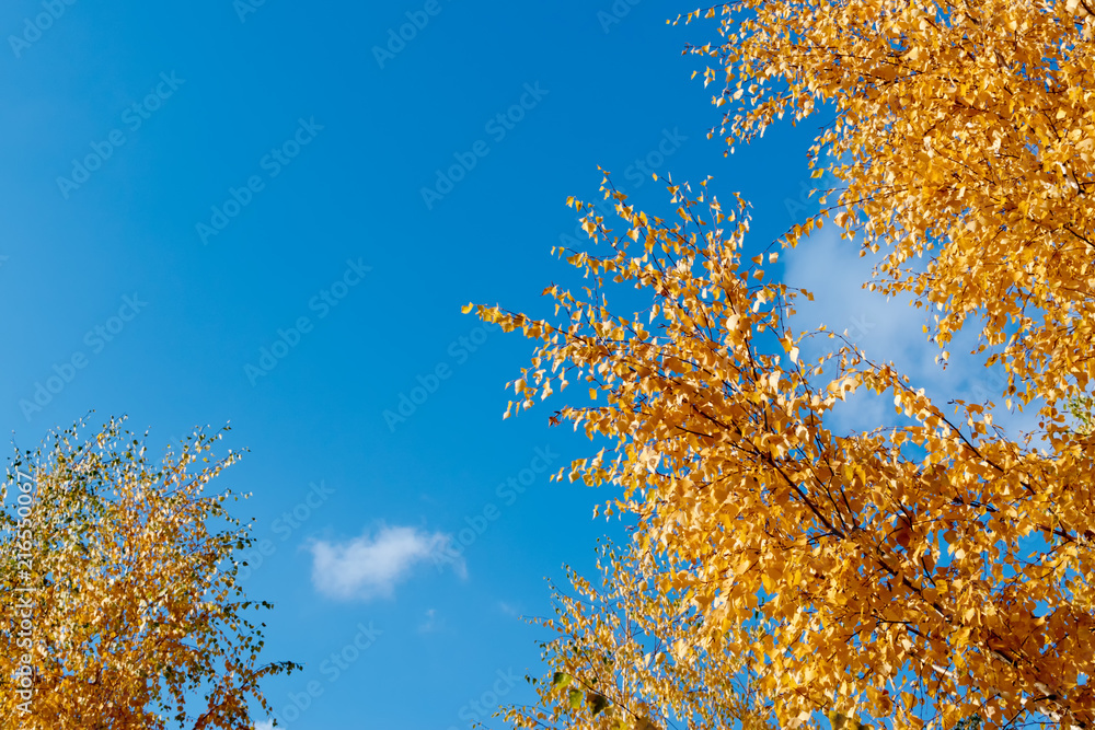 Fototapeta premium Colorful autumn leaves on a blue sky