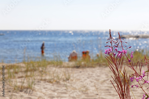 Distant sunbathing people relaxing on the beach, willowherb in the foreground, glittering blue water