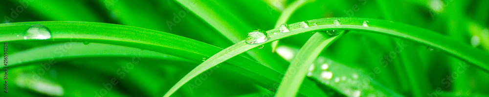 Green background with grass. Water drops on the green grass. Drop of dew in morning on a leaf. Banner, header for web design. - obrazy, fototapety, plakaty 