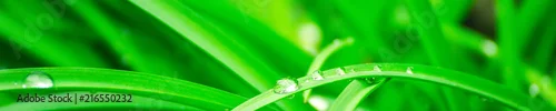 Obraz  z motywem Green background with grass. Water drops on the green grass. Drop of dew in morning on a leaf. Banner, header for web design.