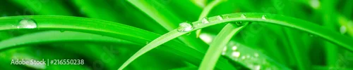 Panel kuchenny z motywem Green background with grass. Water drops on the green grass. Drop of dew in morning on a leaf. Banner, header for web design.