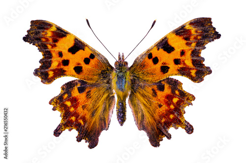 Polygonia c-album on a white background
