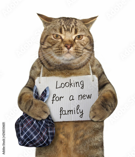 The stray cat with a sign around his neck " Looking for a new family ".