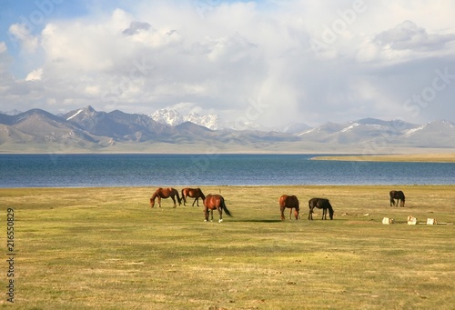 The horse  in a large meadow at Song kul lake    Naryn of Kyrgyzstan