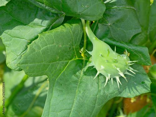 Cyclanthera brachystachya, the exploding cucumber in the cucurbit or gourd family. On vine. Fruits are bilaterally symmetrical, bulbous and spiny. photo