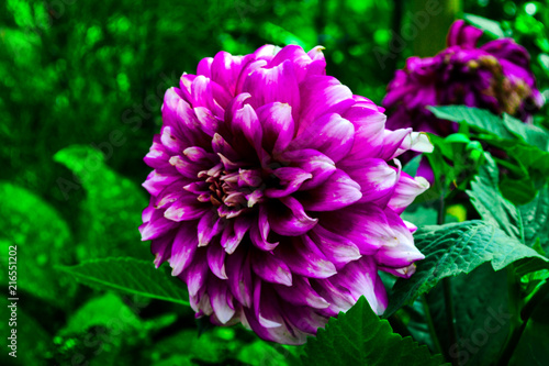 Dark purple Dahlia