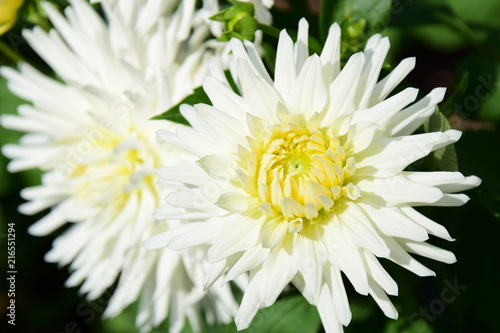 Fototapeta Naklejka Na Ścianę i Meble -  Dahlie, weiße Herbstblume
