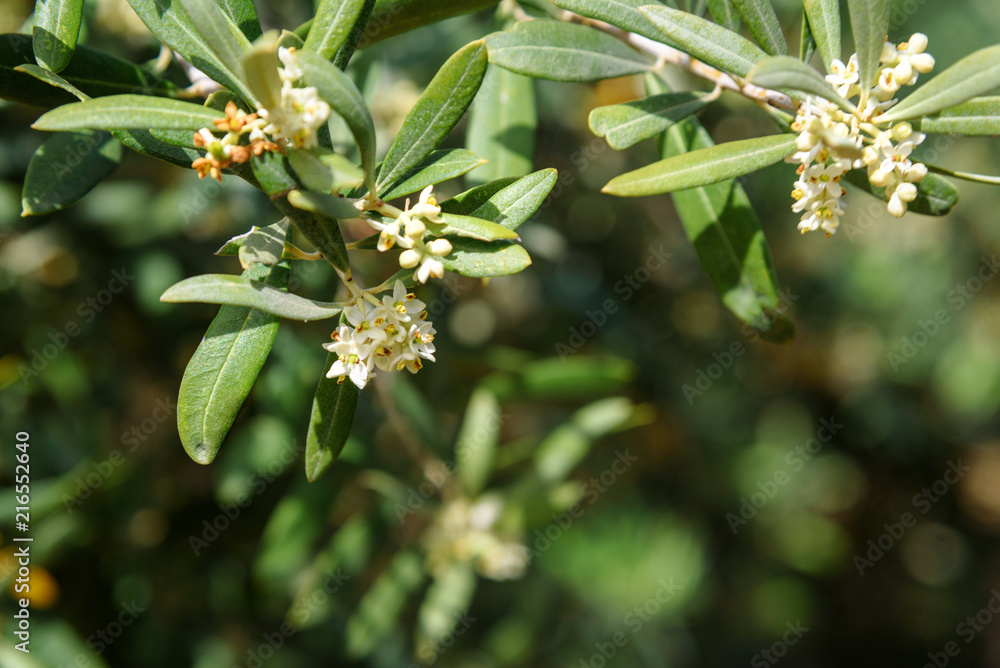 Blossoming olive tree branch Blossoming olive tree branch
