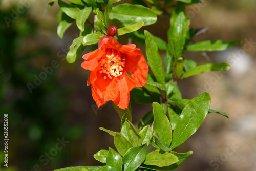 Pomegranate flowers on green leaves background