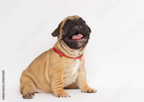 French bulldog puppy on white background © Happy monkey