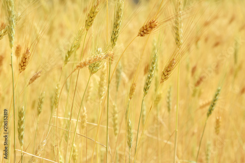 Fields of wheat © Elena Odareeva