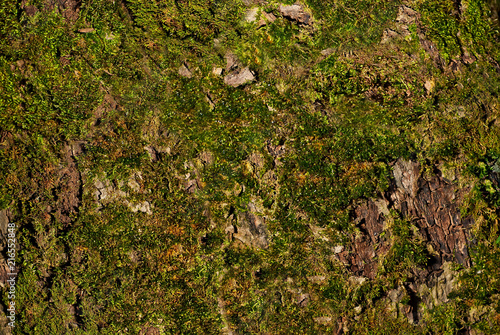 green moss texture on the tree's crust photo