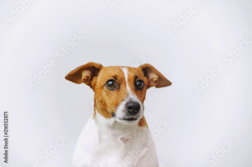 Portrait a jack russell dog looking in camera. © ulkas