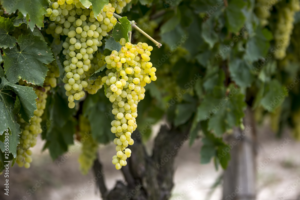 Grapes Vineyard (Turkey Izmir vineyards)
