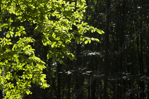 Green tree leaves illuminated by the sun, the leaves through the sun's rays. Beautiful natural background flora © lyudmilka_n