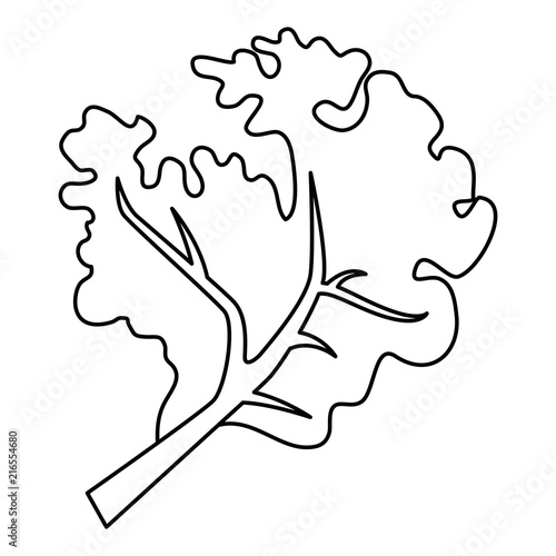 fresh lettuce healthy food