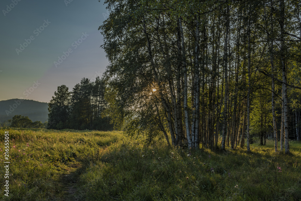 Forest in evening near Soumarsky Most village Forest in evening near Soumarsky Most village