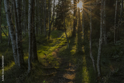 Forest in evening near Soumarsky Most village