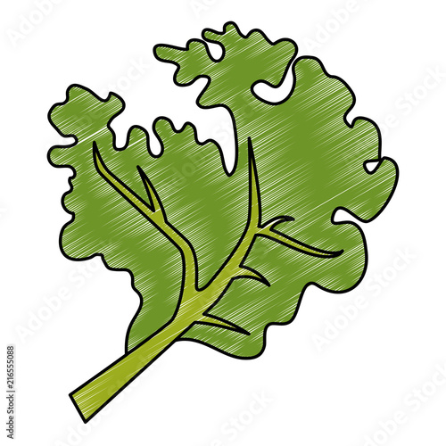 fresh lettuce healthy food