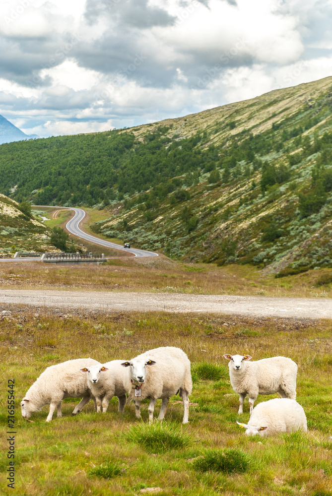 Obraz premium Sheep on the background of the mountains, Norway