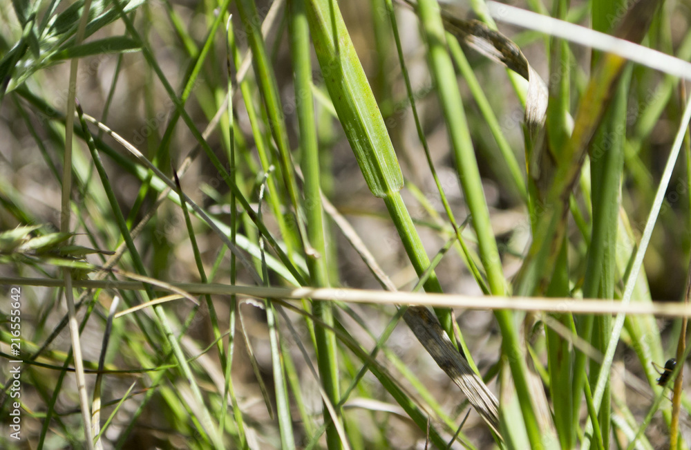 Grass in a forest glade. Close-up Grass in a forest glade. Close-up