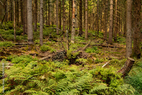 Fern on the forest ground