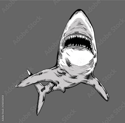 Shark in circle. abstract drawing. vector illustration.
