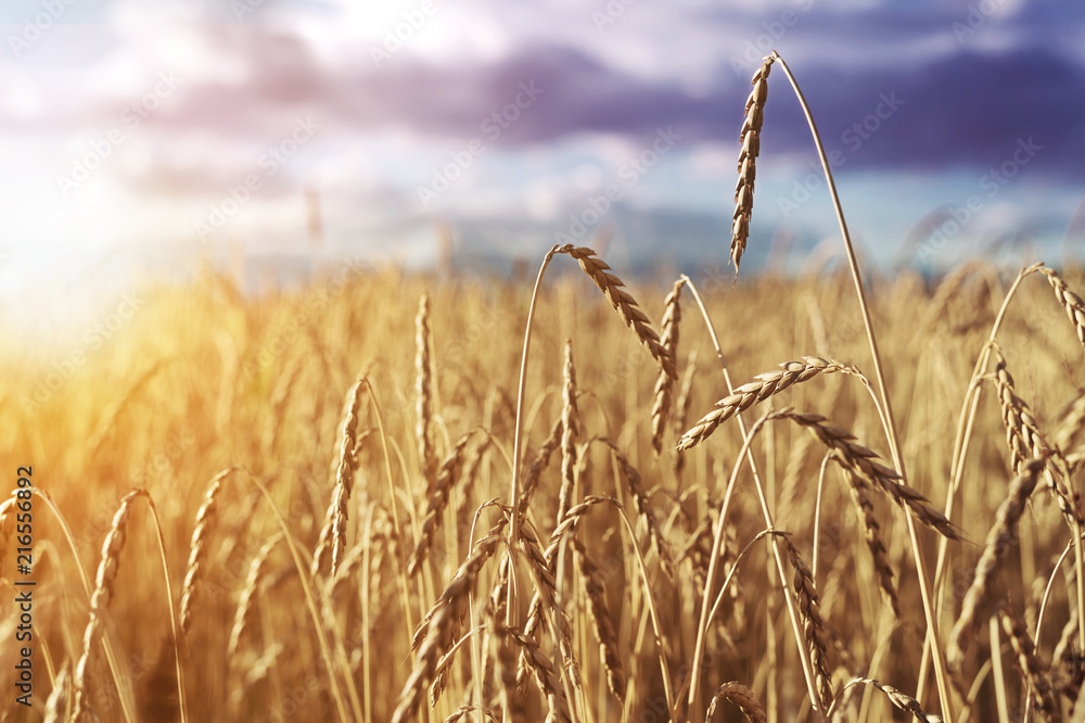 Fototapeta premium Wheat. Autumn harvest.