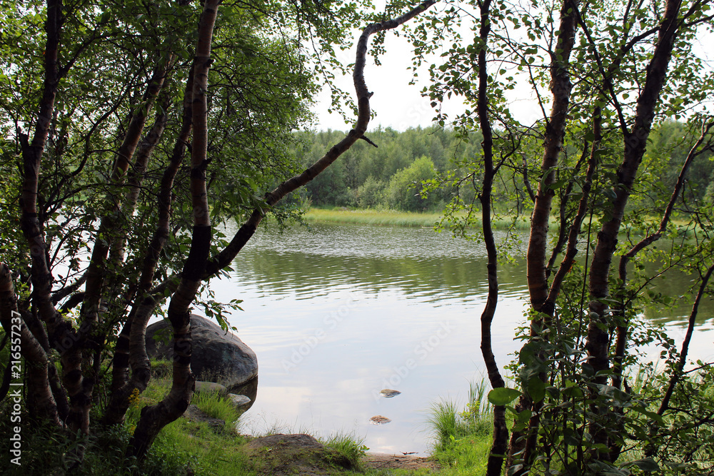 trees by the lake trees by the lake