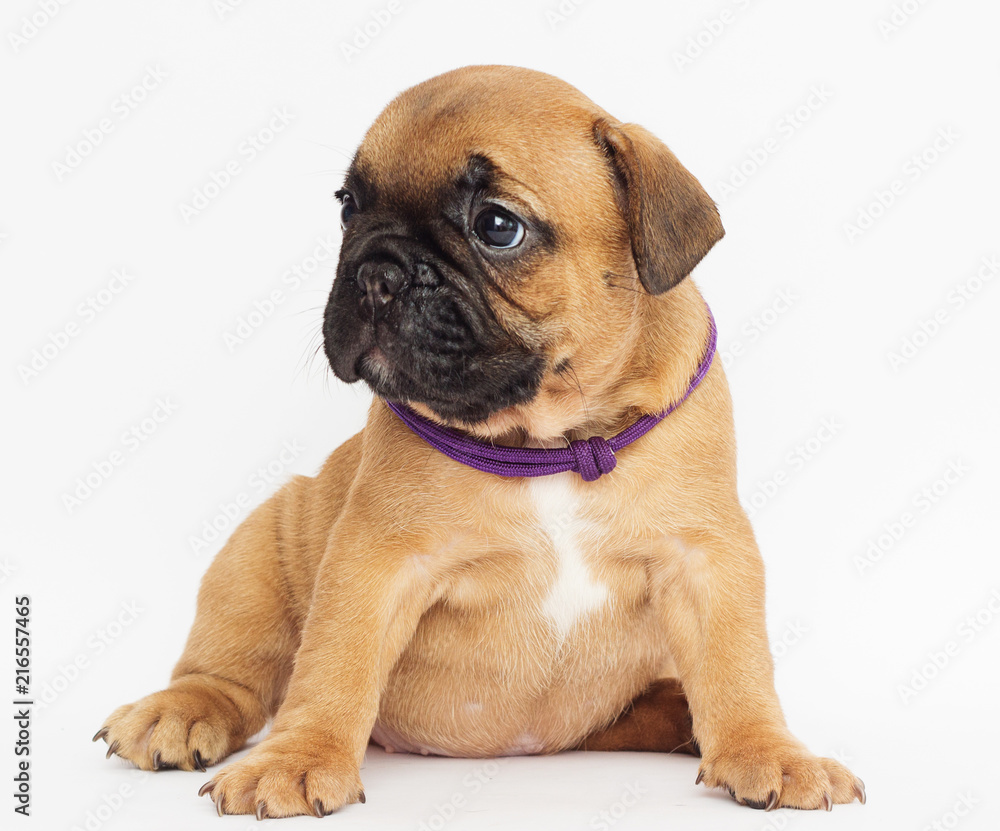 French Bulldog puppy looks sideways