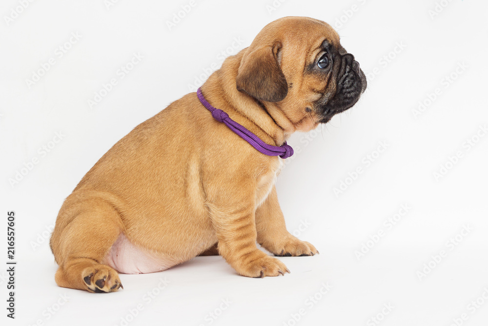 French Bulldog puppy looks sideways