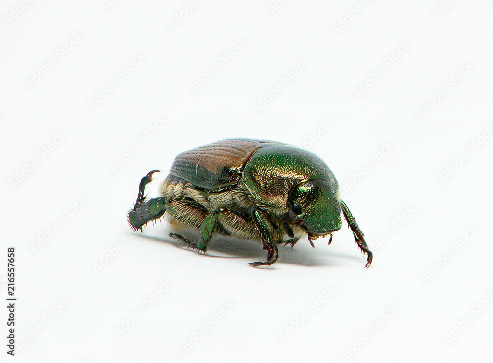 Naklejka premium beetle