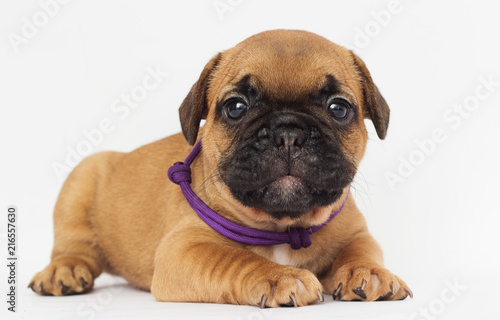 French Bulldog puppy looks © Happy monkey
