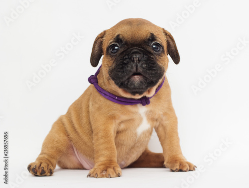 French Bulldog puppy looks © Happy monkey