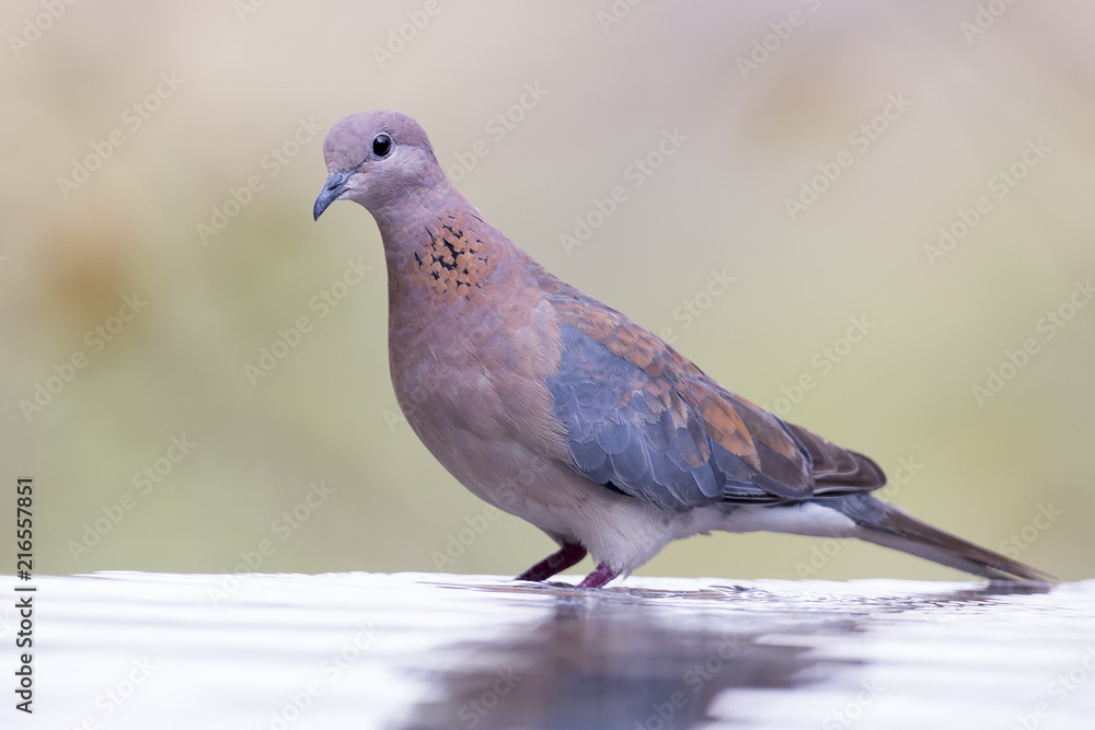 Mourning Dove sitting on a rock at a waterhole in the Kalahari Mourning Dove sitting on a rock at a waterhole in the Kalahari
