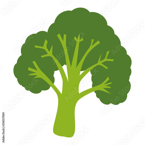 fresh broccoli healthy food